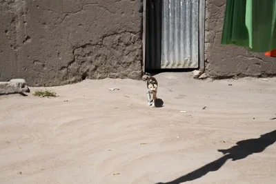 DSC_2747 (Large).JPG